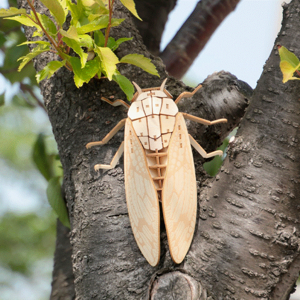 ポケットバグズ アブラゼミ - つくるんです公式